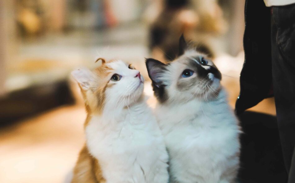 Zwei flauschige Katzen, die in die gleiche Richtung nach oben sehen.