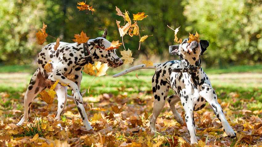 zwei Dalmatiner spielen im Herbstlaub