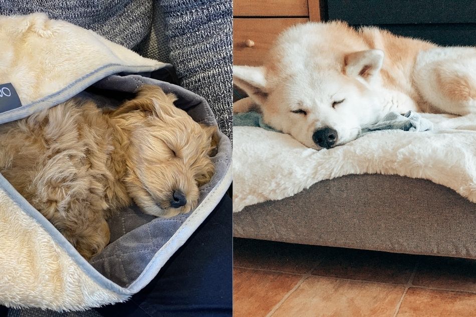 zwei Hunde schlafen nach einem Herbstspaziergang