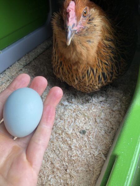 Ein Huhn in einem Eglu Cube Hühnerstall, das ein blaues Ei legt.