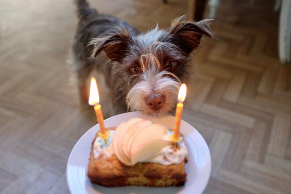 Ein brauner Hund vor einem Geburtstagskuchen auf einer Hundegeburtstagsfeier