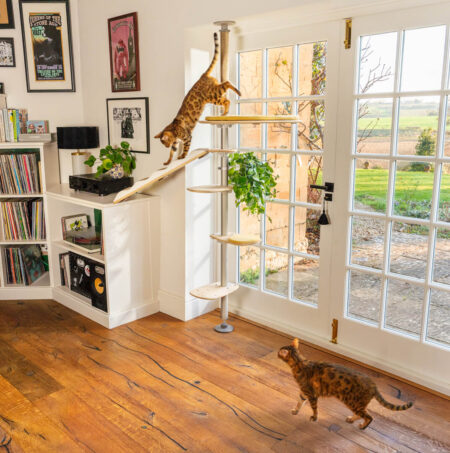 Zwei Bengalkatzen klettern auf dem Freestyle-Kratzbaum für Katzen