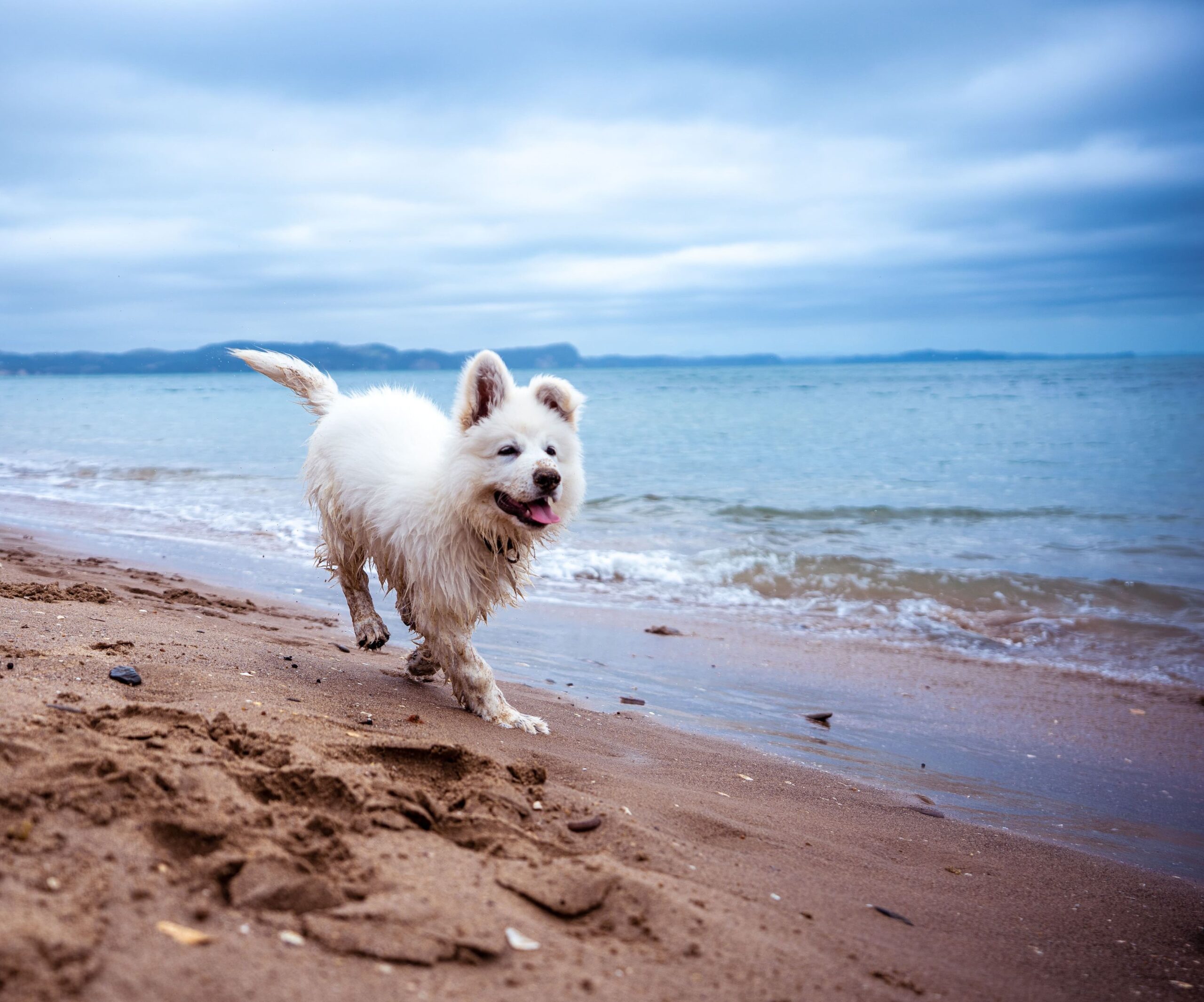 Ein Hund, der am Strand rennt