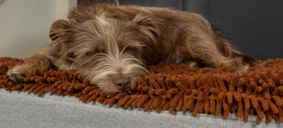 Ein brauner Hund schläft auf dem Omlet Topology Hundebett mit einem braunen Mikrofaser-Topper  