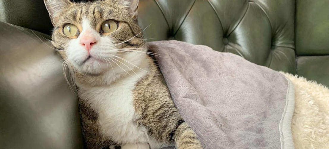 Eine Katze kuschelt sich unter die luxuriöse, superweiche Katzendecke von Omlet