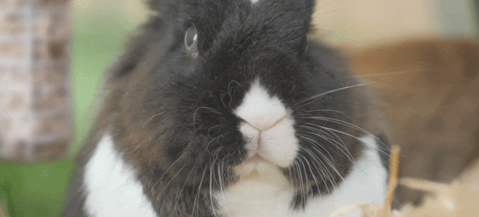 GIF eines Kaninchens mit zuckender Nase