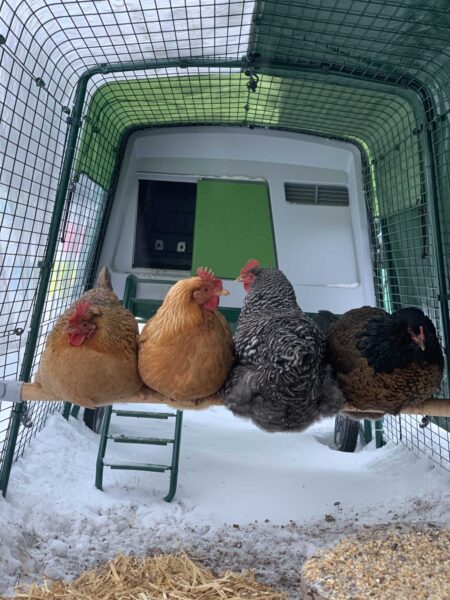 Hühner auf ihrer Omlet-Sitzstange, die vor den Elementen in ihrem Omlet-Auslauf geschützt sind.