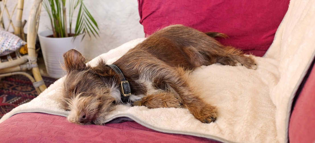 Brauner Hund liegt auf grauer luxuriöser und super weicher Omlet Hundedecke
