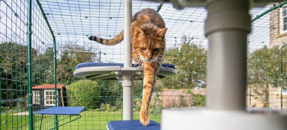 Katze erforscht Omlet Outdoor-Kratzbaum-System