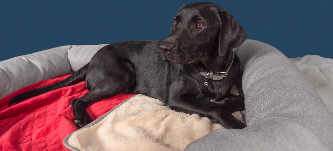 Schwarzer Labrador liegt auf Omlets luxuriöser superweicher weihnachtssternroter Hundedecke