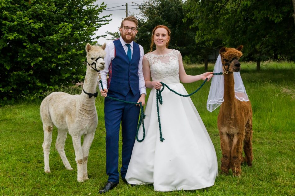 Braut und Bräutigam halten zwei Alpakas