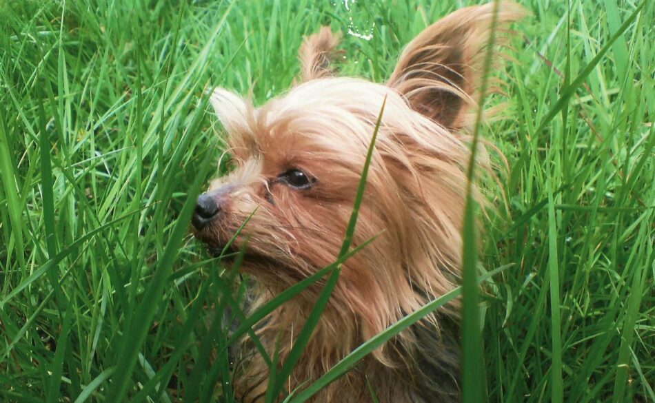 Yorkshire Terrier im hohen Gras 
