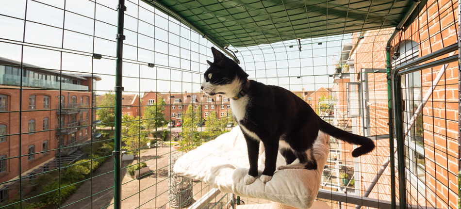 Schwarz weiße Katze im Balkongehege von Omlet