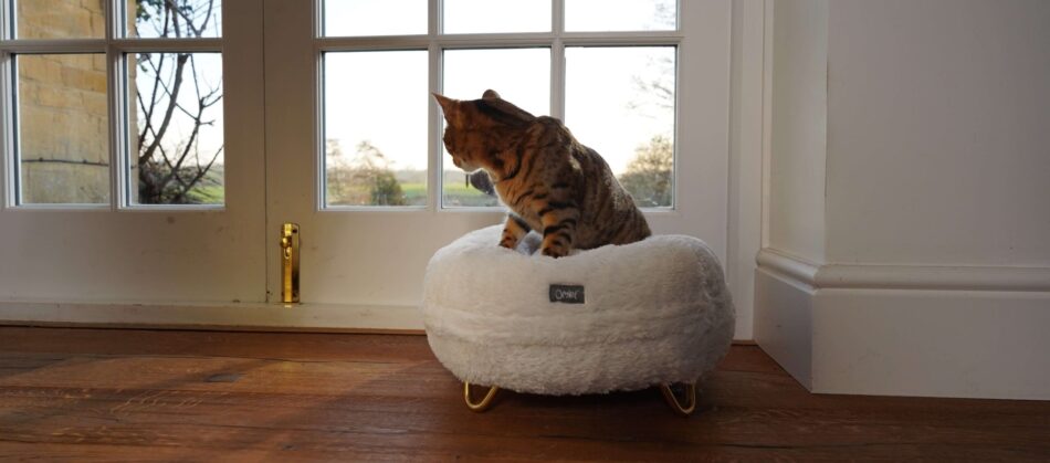 Katze sitzt auf einem weißen Maya Donut Katzenbett und schaut zum Fenster hinaus