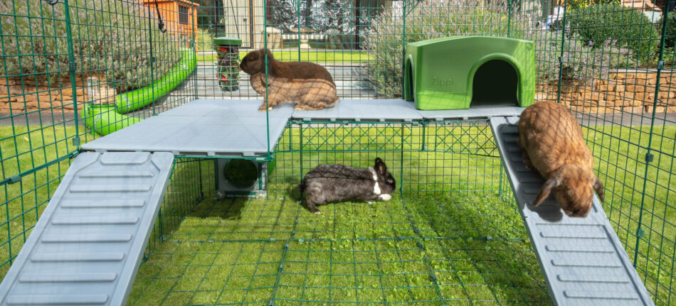 Drei verspielte Kaninchen erkunden die Plattformen des Zippi-Kaninchenlaufs im Zippi-Auslauf in doppelter Höhe