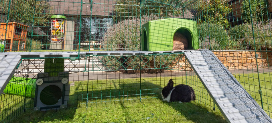Ein Kaninchen versteckt sich im Zippi Kaninchenunterschlupf, vor dem ein Caddi Futterkorb hängt