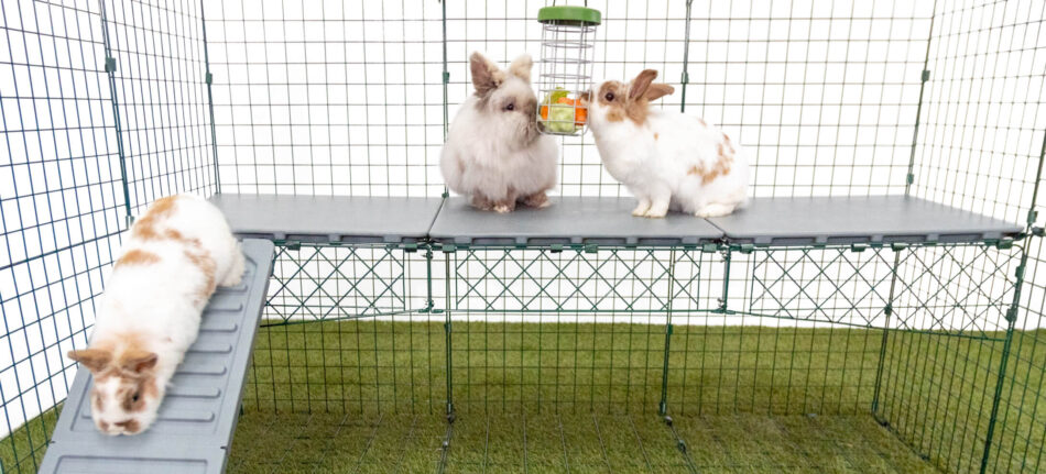 Weiße Kaninchen auf Zippi Kaninchenplattformen fressen vom Caddi Futterkorb