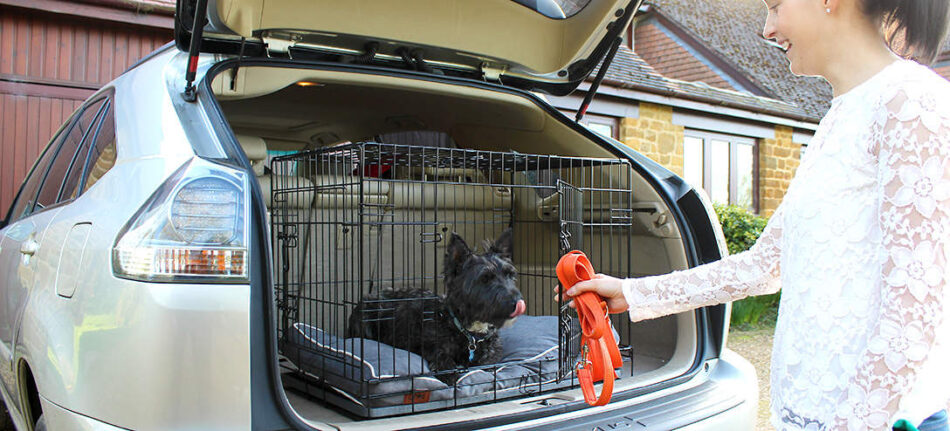 Ein Hund, der im Kofferraum in der Fido Classic Hundebox von Omlet sitzt