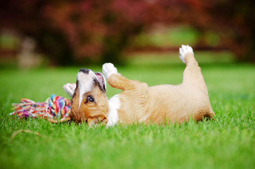 Ein Hund spielt im Sommer mit einem Spielzeug im Gras
