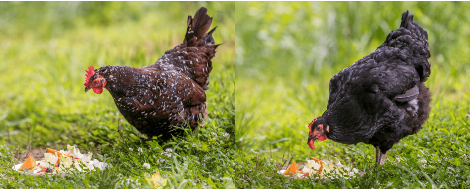 Hühner verspeisen kühlende Snacks im Sommer