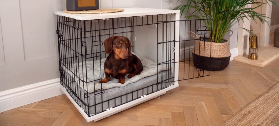 Ein Dackel ruht sich in der Fido Studio Hundebox von Omlet aus