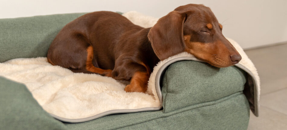 Ein Dackel schläft auf dem Hundesofa mit einer luxuriösen, superweichen Hundedecke, beides von Omlet