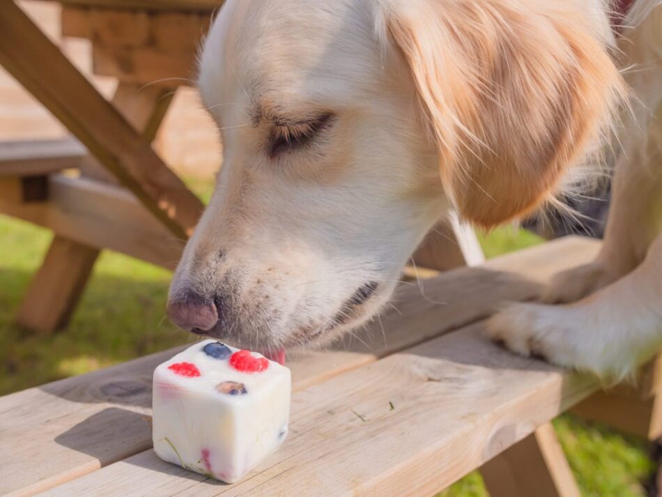 Ein Labrador verspeist auf einem Picknick ein fruchtiges Frozen Yogurt Leckerchen
