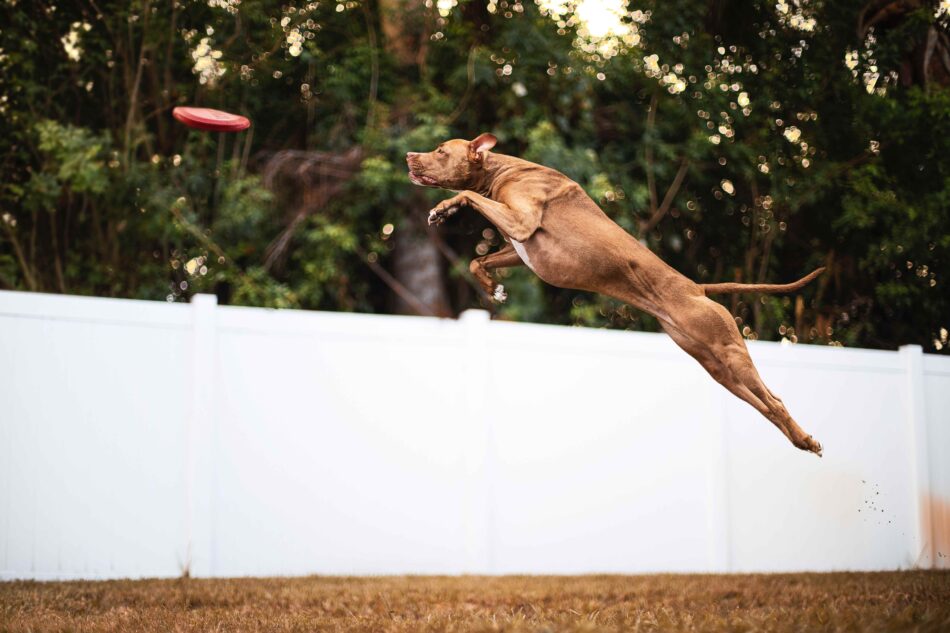 Ein brauner Hund fängt ein Frisbee - Hunde die Weltrekorde aufgestellt haben