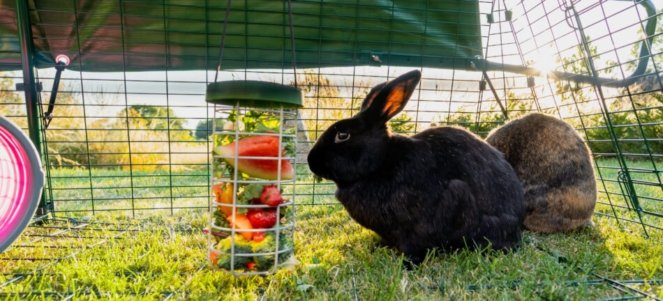Kaninchen im Eglu Go Auslauf, die sich am Caddi Futterkorb bedienen