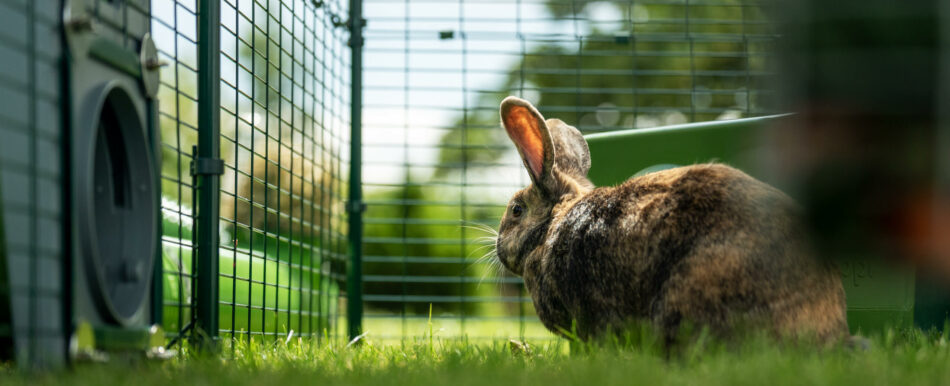 Kaninchen im Omlet Zippi Laufstall mit Zippi Tunnelsystem