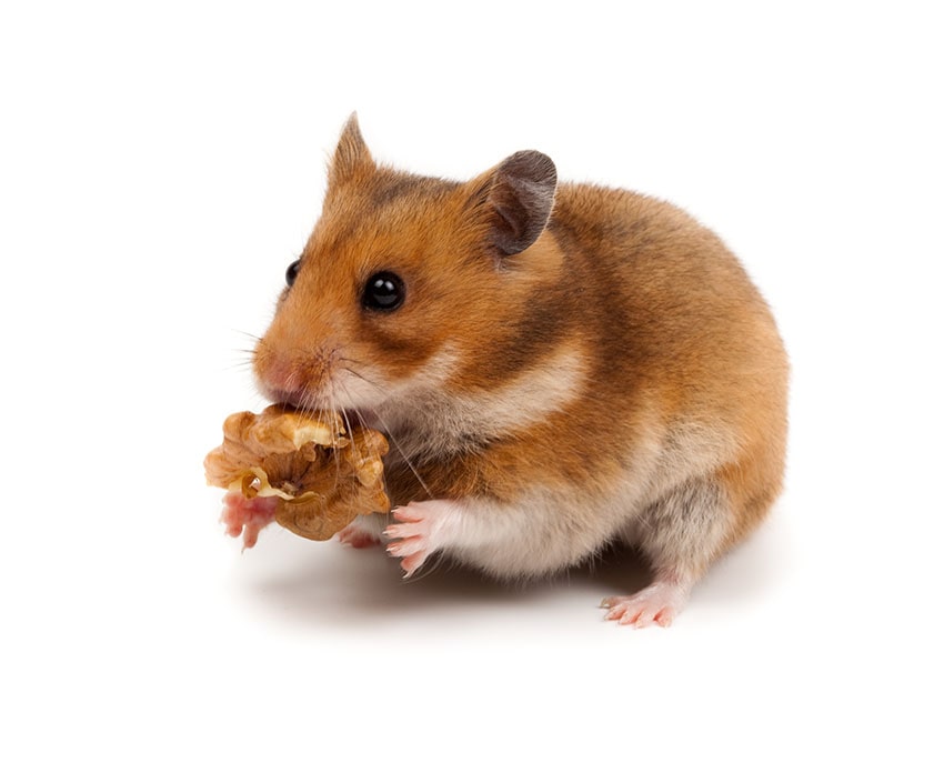 Ein Hamster, der einen Snack hält
