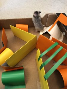 Ein Hamster erkundet ein selbst gebautes Hamster-Labyrinth 2
