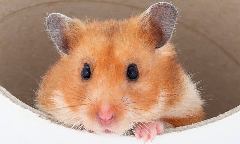 Ein Hamster lugt aus einem Tunnel hervor