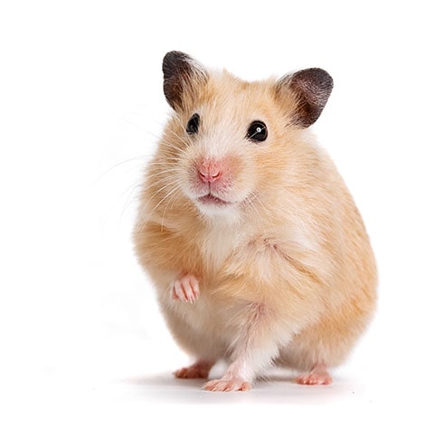 Ein Hamster mit einem angehobenen Vorderbein