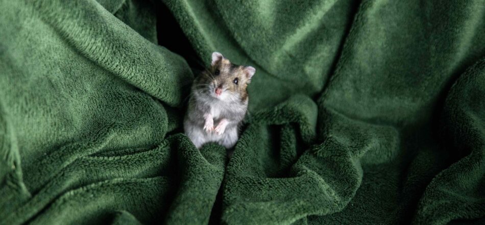 Ein Hamster steht auf einer grünen Decke