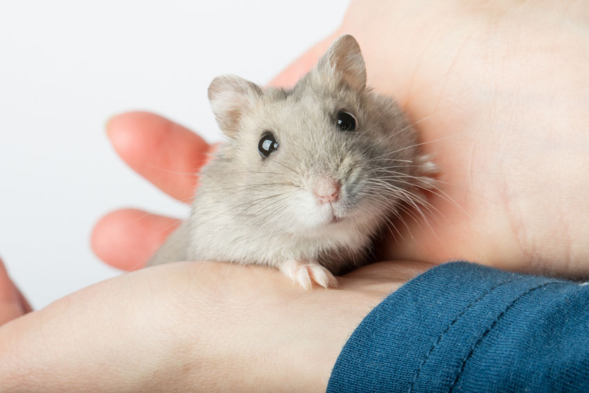 Ein knuffiger Hamster wird auf dem Arm gehalten 