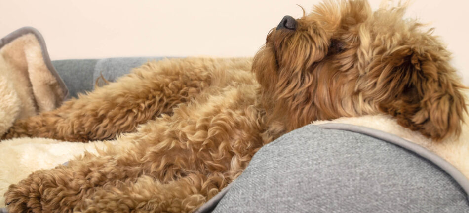 Ein wuscheliger Hund schlummert auf der luxuriösen superweichen Hundedecke