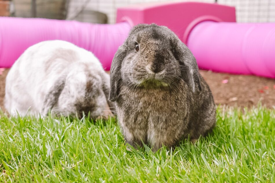 Graue Kaninchen, die vor dem Omlet Zippi-Tunnelsystem für Kaninchen sitzen