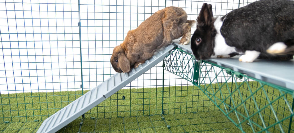 Kaninchen hoppeln die Plattformen für Omlets Zippi Kaninchenauslauf herunter