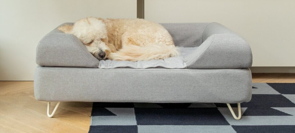 Ein Hund schläft zusammengerollt auf dem Topology Luxus-Hundebett von Omlet