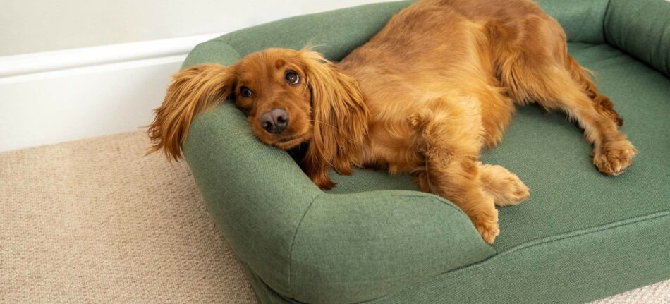 Ein Spaniel entspannt sich auf dem grünen Memory-Foam-Hundesofa von Omlet