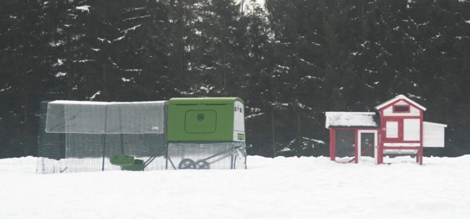 Der Omlet Eglu Cube Hühnerstall neben einem Holzhühnerstall im Schnee