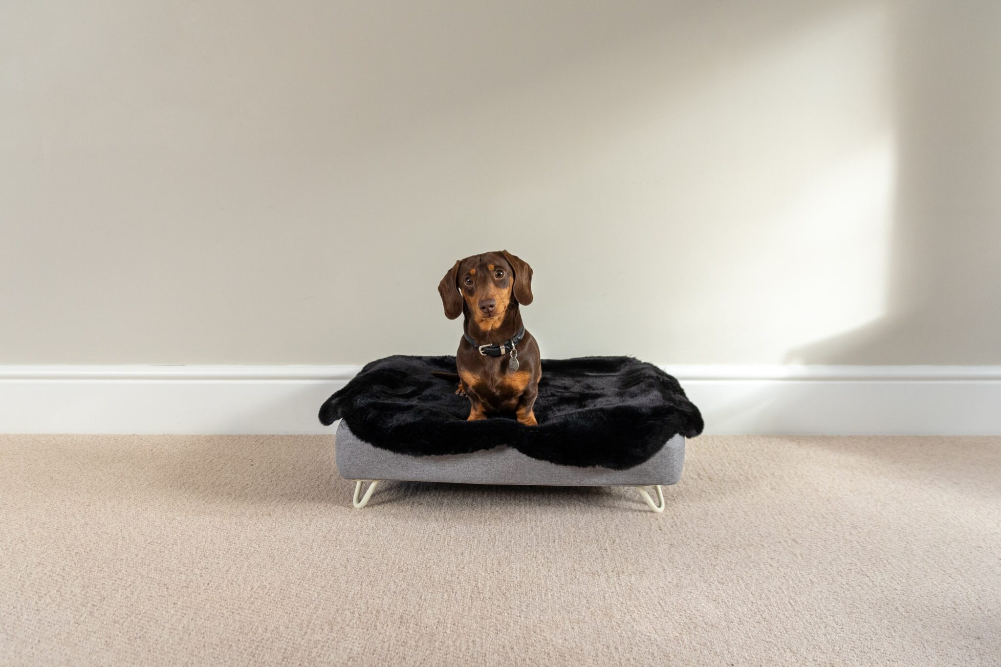 Wie Man Einen Hund An Ein Neues Bett Gew hnt Omlet Blog Deutschland wie-man-einen-hund-an-ein-neues-bett-gew-hnt-omlet-blog-deutschland