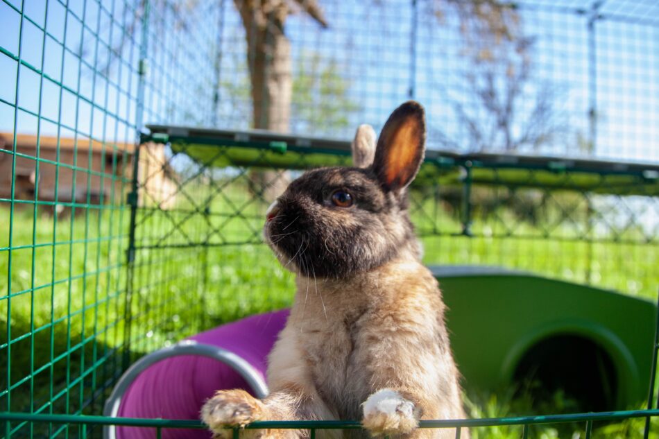 Ein Kaninchen im Outdoor-Kaninchengehege von Omlet