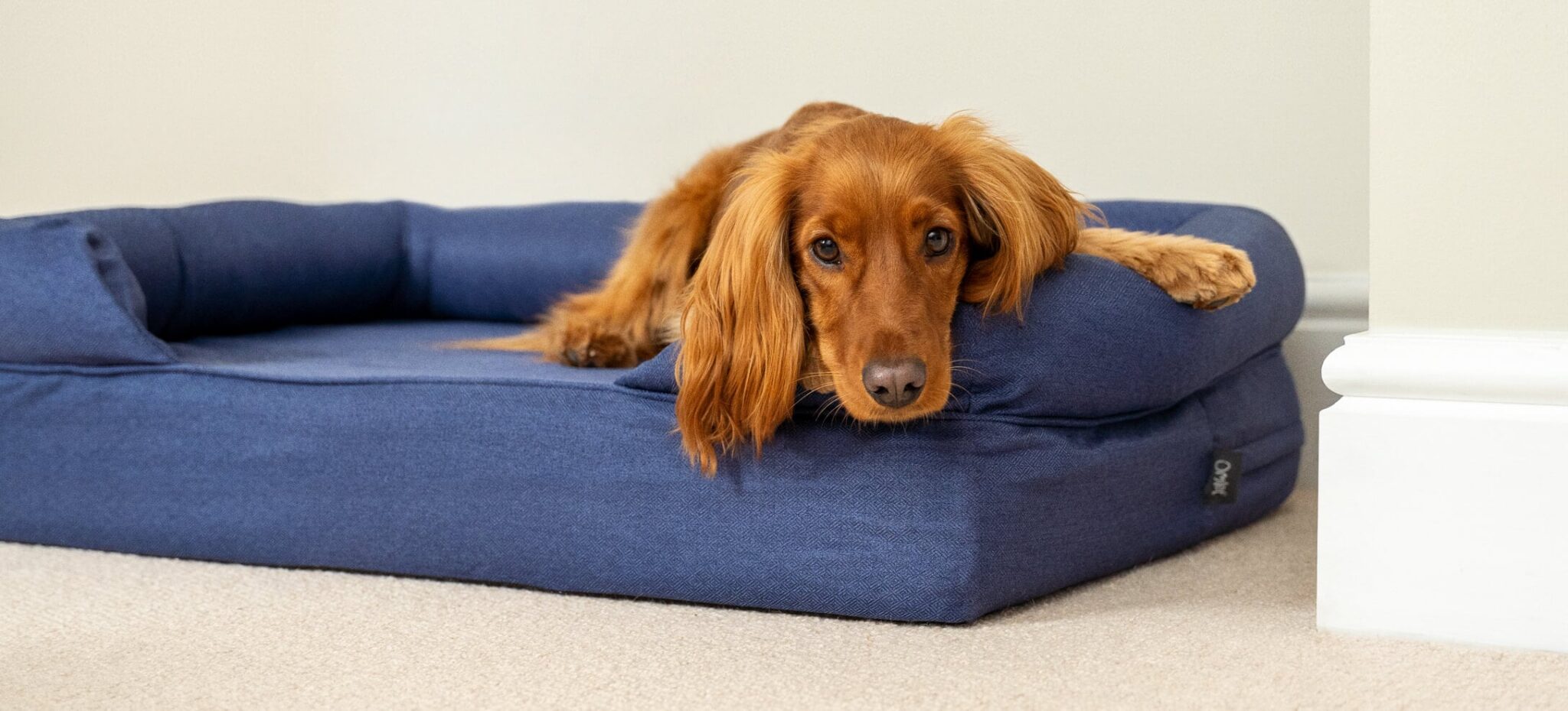 Wo Meldet Man Einen Hund An Wie man einen Hund an ein neues Bett gewöhnt - Omlet Blog Deutschland