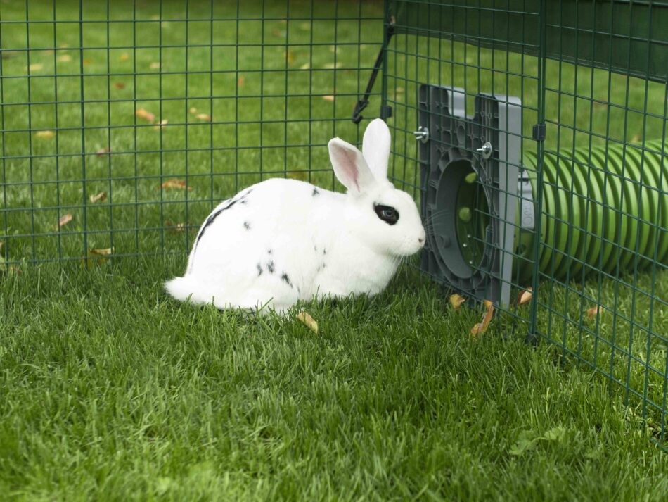 Ein weißes Kaninchen vor dem Omlet Zippi-Tunnelsystem für Kaninchen