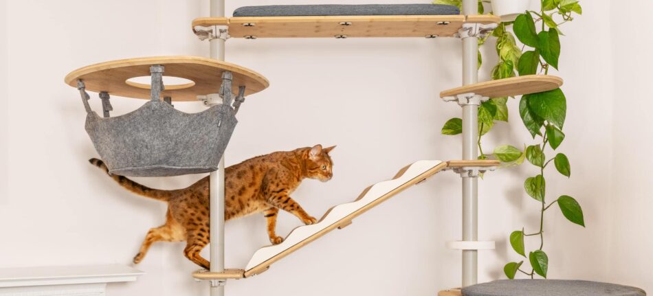 Eine Katze klettert auf dem Omlet Freestyle Indoor-Kratzbaum mit Hängematte
