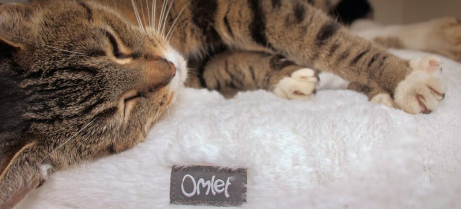 Eine Katze schläft auf einem Maya Donut Katzenbett in Schneeballweiß
