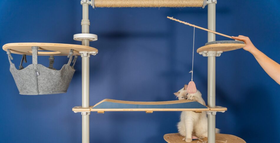 Eine Katze und ihr Halter spielen auf dem Freestyle Kratzbaum mit dem Omlet-Katzenspielzeug ‘Qualle mit Katzenminze’