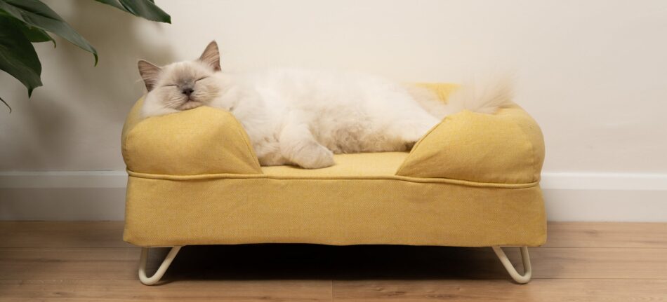 Eine Ragdoll schläft auf einem gelben Katzensofa